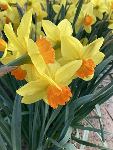 20 Daffodil Bulbs 'Red Devon' Ready to Plant (Free UK Postage)