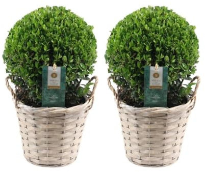 Trendyplants - Ilex crenata 'Jenny' dans un panier en osier - Bulbe de buis - set de 2 - Rustique - Hauteur 25-45 cm - Taille du pot Ø20cm