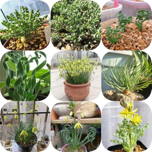 Semillas de Albuca Spiralis, semillas suculentas exóticas de interior interior productos sostenibles verdes decorativas balcón resistentes para el jardín 50pcs