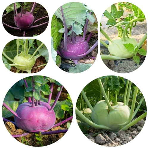 semi di cavolo rapa resistenti - balconi, aiuole rialzate per il giardino biologiche 200pcs