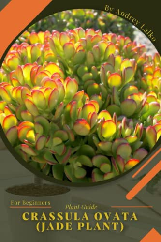 Crassula ovata (Jade plant): Plant Guide