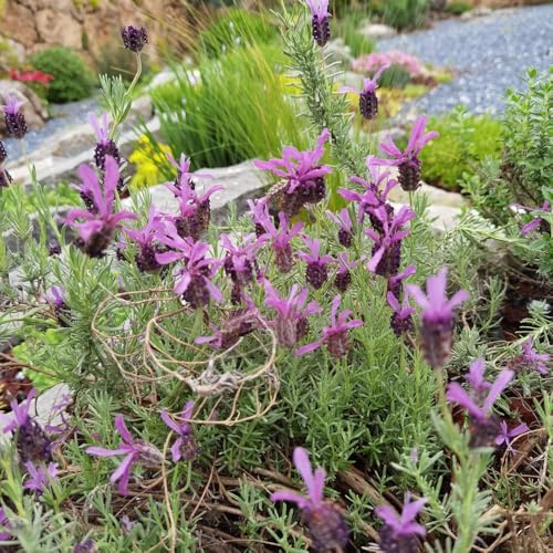 semi di lavanda, Giardino resistenti decorative in vaso 800pcs