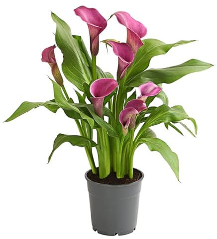 Cala Planta Natural Conocida como Lirio de Agua