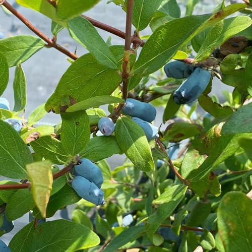 Semi di mirtillo siberiano - esotiche balcone rialzate giardino 120pcs