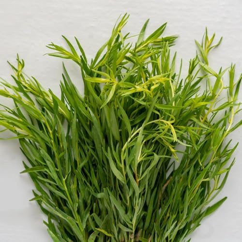 semi di dragoncello, perenni dragoncello, giardino di sul balcone 350pcs