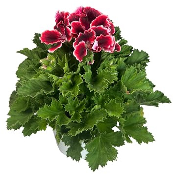 Geranio Pelargonium Grandiflorum Planta Natural de exterior - Maceta de 14 cm - Flores Rojas Naturales para Terraza y Jardín