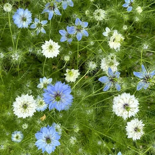 vergine nel seme verde semi, selvatici da balcone fanciulla nel verde - giardino da orto, balcone 60pcs