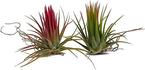 Duo de Plantas del Aire DECOALIVE Tillandsias de Color Rojo y de Color Verde
