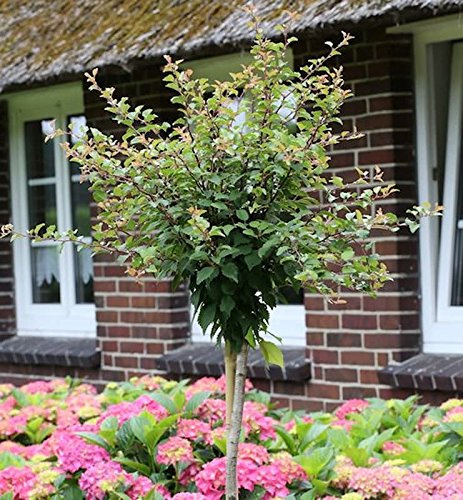 Hochstamm Geschlitzte Zierkirsche Kojou no mai 40-60cm - Prunus incisa - lebende Gartenpflanze aus den Baumschulen