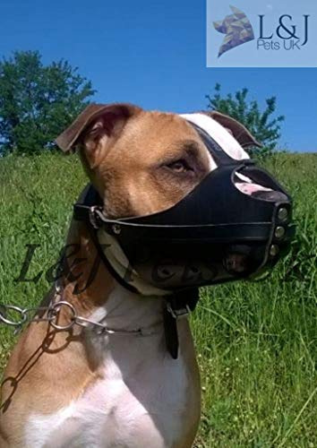 Champion /L&J Pets UK Munkorg för American Staffordshire Terrier Amstaff av äkta läder