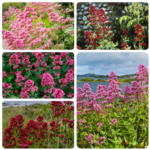 Semi di valeriana biologici, resistenti per il giardino Valeriana officinalis, rare balcone con letto di aromatiche semi di aromatiche resistenti 200pcs