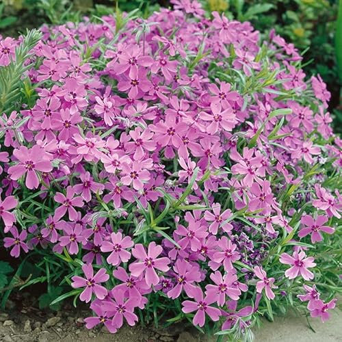 Phlox subulata 'Ronsdorfer Schöne' rosa, Topf 11x11 cm, 3 Pflanzen
