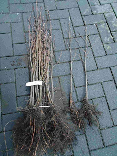 5st. Winterlinde 60-80cm Forstpflanzen Wurzelware Tilia cordata Linden Wurzelware