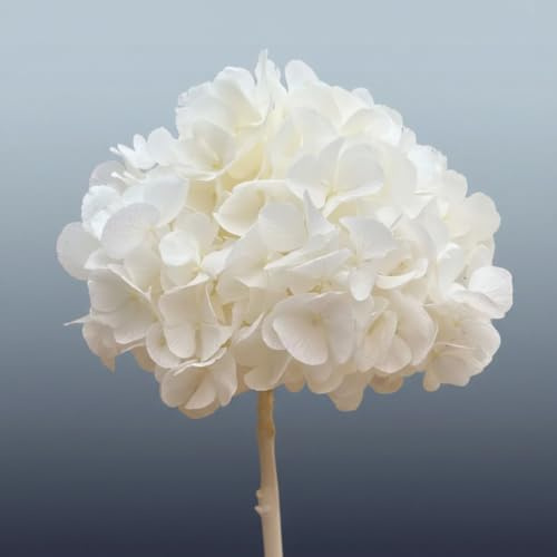 Vrai Hortensia Stabilisé Blanc, Naturel et préservé, Grande Taille XXL, Souvenir de Mariage Éternel, Centre de Table Mariage, Bouquet Fleur séchée (Blanc)
