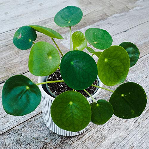 Hardy Pilea Peperomioides Potted Money Houseplant Perfect for Homes & Offices