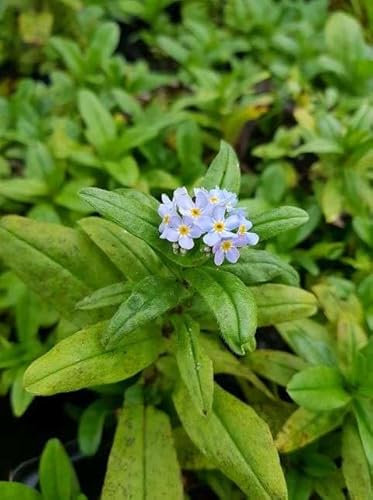Lincolnshire Pond Plants Ltd - Marginal Aquatic Pond Plant - (Myosotis Scorpioides) - 9cm