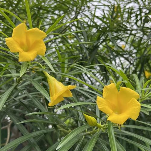 adelfa de balcón de primavera Adelfa Nerium semillas jardín inusuales jardín resistentes semillas como recuerdo fiesta Decoración 25semillas