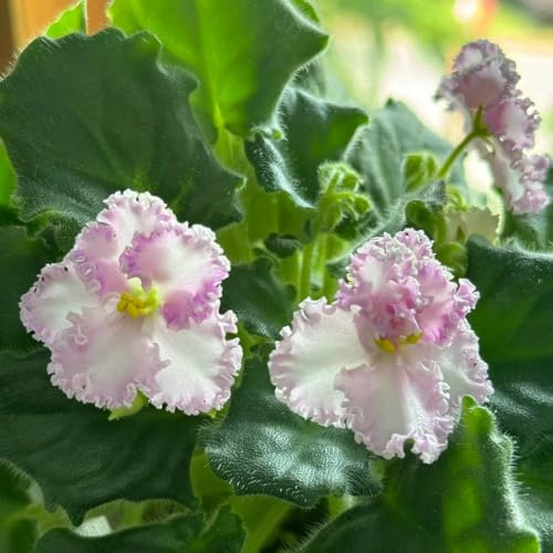 usambaraveilchen - blumenbeet balkon zimmerpflanzen winterharte kübelpflanzen winterharte stauden mehrjährig indoor kräutergarten balkonpflanzen frühling steingartenpflanzen winterhart 600samen