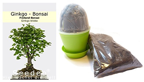 Seedeo Bonsai Anzuchtset Ginkgo (Ginkgo biloba)