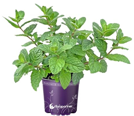 3er-Set Marokkanische Tee-Minze (Mentha-spicata) 3Pflanzen