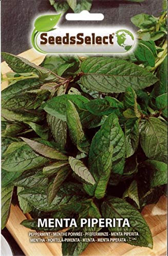 SEMENTI DI MENTA PIPERITA BUSTINA CIRCA 1 GR