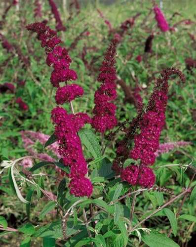 Buddleja davidii 'Sugar Plum' 40-60 cm – Winterhart, Mehrjährig, Pflegeleicht – Schmetterlingsflieder – Zierstrauch für Garten & Beet