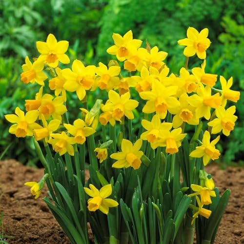 Tete a Tete Daffodil Bulbs – Cyclamineus Daffodil Bulbs for Fall Planting – Early Blooming, Compact Yellow Flowers – Top Size Daffodil Bulbs for Planting in Gardens & Pots