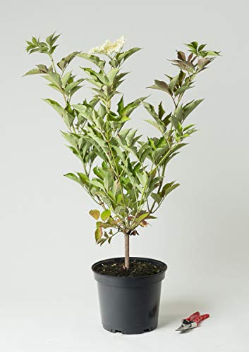Schwarzer Holunder Haschberg - Sambucus nigra Haschberg 60-100 cm hoch - Garten von Ehren