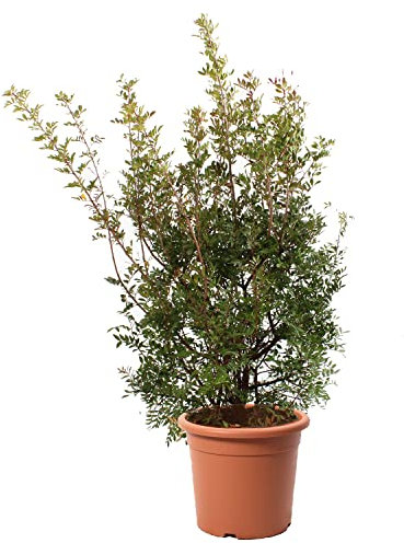 KENTIS - Plante Pistachier Lentisque - Pistacia Lentiscus - Vraies Plantes d'Extérieur Résistantes - Plante de Haie de Jardin - H 100-125 cm Pot de Culture Ø 30 cm