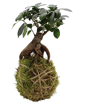 KENTIS - Kokedama Ficus Ginseng - Piante Vere da Appartamento - Pianta Decorativa da Interno - Idea Regalo per Lei per Lui