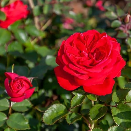 Rosal Zepeti - Hermosa Planta Viva para Tu Jardín - Flores Rojas Pequeñas