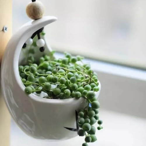 Erbsenpflanze Hängend Samen, Senecio rowleyanus, bio saatgut, büropflanzen bonsai samen indoor wanddeko pflanzen winterharte pflanzen für garten topfpflanze, hängepflanzen 30pcs