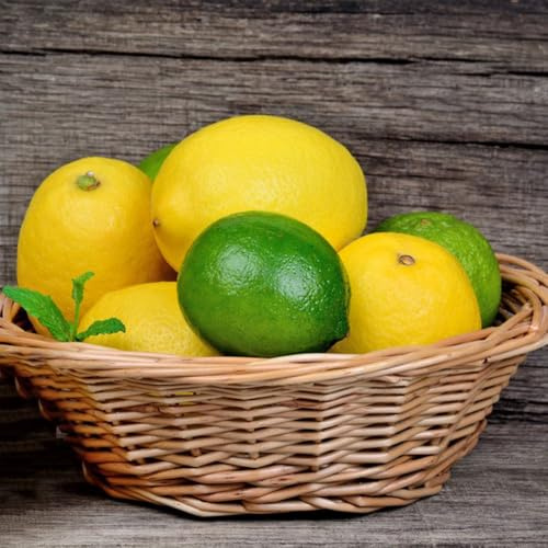 semillas resistentes de limonero - regalos jardín 150pcs
