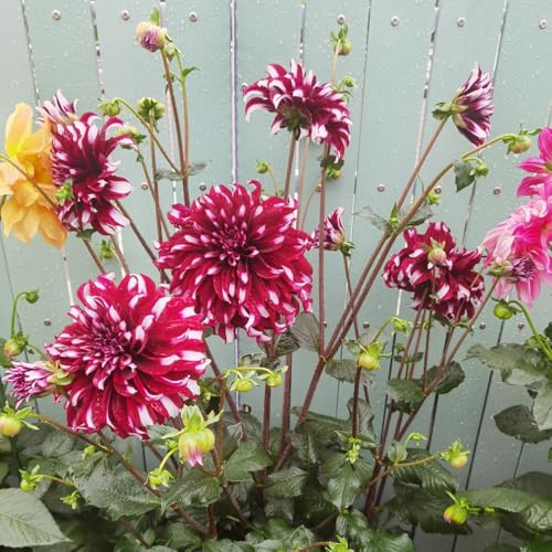 tubérculos de dalia resistentes, jardín exóticas Decoración, 4pcs