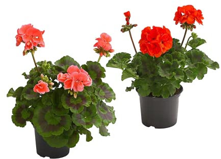 DECOALIVE Pack de 2 Geranios Naturales Plantas con Flor