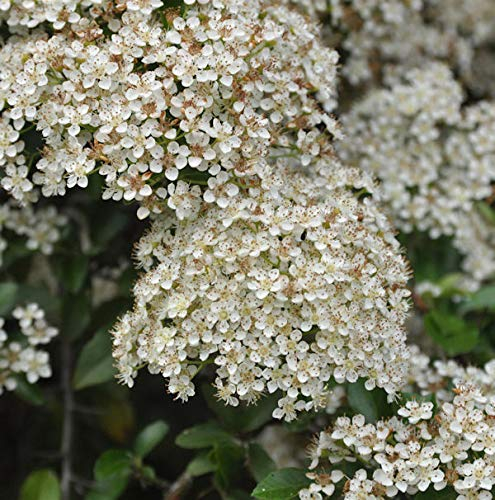 Feuerdorn Mohave 80-100cm - Pyracantha