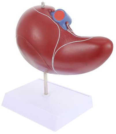 SOLUSTRE Leber Anatomisches Modell Aus Langlebigem Kunststoff Medizinisches Lehrmodell Mit Realistischen Details Inklusive Stabilem Sockel Für Studenten Lehrer Und Anatomisches Studium