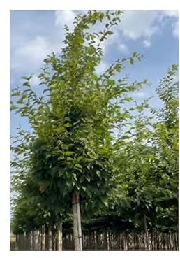 Stk - 10x Hainbuche - Carpinus betulus Garten Baum Pflanzen - Samen U6 - Seeds & Plants Shop by Ipsa