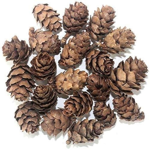 POFET Cônes de pin Naturel glande pinéale Aquarium terrariums Jardin Miniature fée Jardins Maison de poupée décoration 1-3 cm 50 pièces