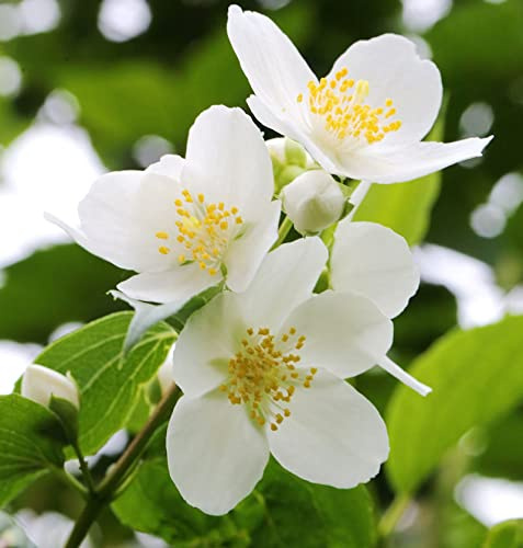 Duftender Bauernjasmin 40-60cm - Philadelphus coronarius - lebende Gartenpflanze aus den Baumschulen