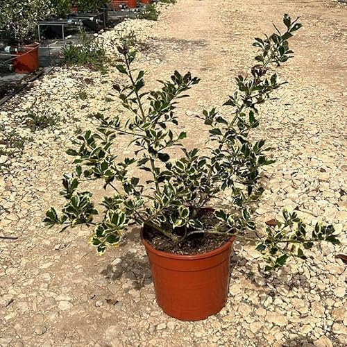 Pianta Agrifoglio Variegato - Ilex Aquifolium