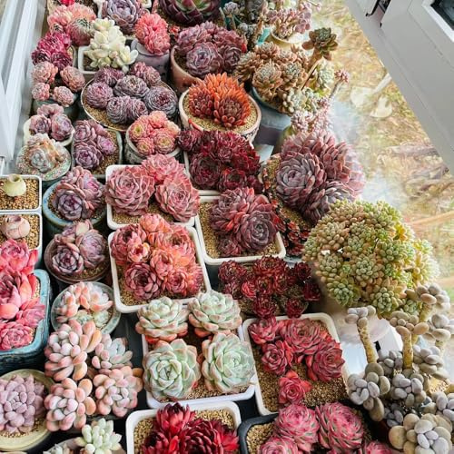 semillas suculentas, decoración salón semillas de interior purificadoras de aire Las de jardín 150pcs