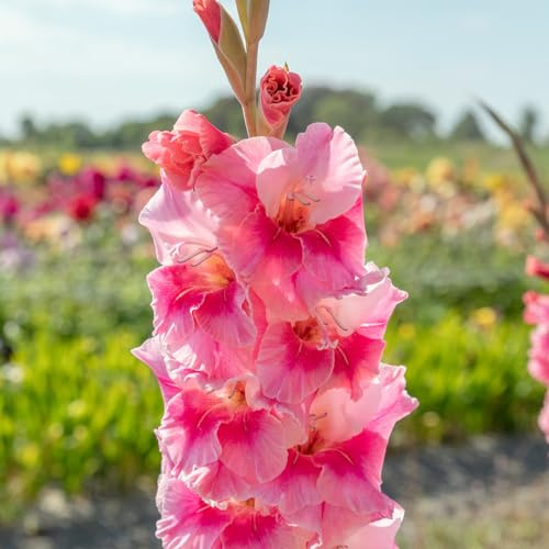 Gladiole Pink Parrot | 10 Stück | Knolle | Schnittblume | Rosa | 100% Blütegarantie | QFB Gardening