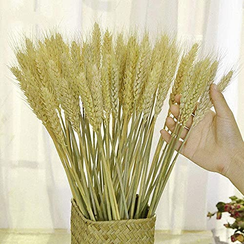 TooGet Fleurs Séchées Naturelles Herbe Sèche Réas de Blé, 200pcs Dried Wheat Sheaves Flower Bouquet Bundles de Blé Décoration pour la Maison, Le Magasin de Mariage