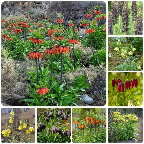 bulbos de corona imperial - resistentes al invierno para balcones Las de jardín son perennes resistentes 12pcs