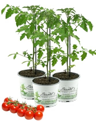 3er Set Tomatenpflanze Supersweet-100 F1 - Lupitos, Veredelte Kirschtomate, Cocktailtomate, Tomatenpflanzen