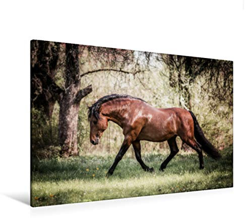 Premium Textil-Leinwand 120 x 80 cm Quer-Format Die Faszinierende Welt der Pferde | Wandbild, HD-Bild auf Keilrahmen, Fertigbild auf hochwertigem Vlies, Leinwanddruck von Sabrina Mischnik