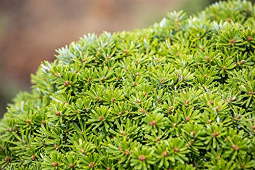 Abies koreana 'Kristallkugel' 40 cm – Winterhart, Immergrün, Pflegeleicht – Koreanische Tanne – Zwergkonifere für Kübel & kleine Gärten