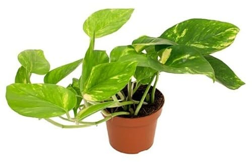 Potho Natural o Planta del Dinero: Planta Resistente y Fácil de Cuidar