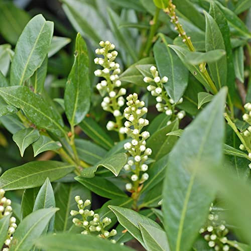 Cherry Laurel Plant Prunus laurocerasus 'Otto Luyken' White Blooms Evergreen Hardy Shrub Easy to Grow Your Own Garden Low-Maintenance 3.6-Litre Potted Plant by Thompson and Morgan